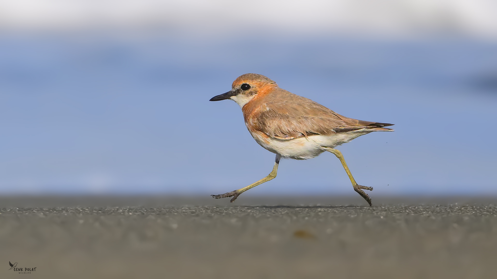 Greater Sand-Plover